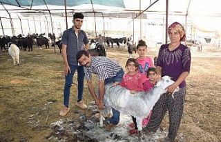 Yılda 6 ayrı yer değiştiren çobanlar göç etmeye...