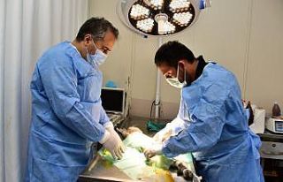 Yıldırım’da can dostları emin ellerde