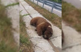 Yolda boz ayı ölüsü bulundu