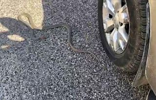 Yolda gördüğü yılanı ezmemek için uzun süre...