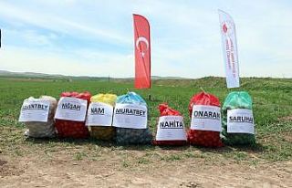 Yozgat’ta 7 çeşit yerli patates tohumu deneme...