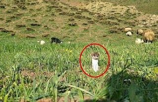Yüksekova’da yarısı kahverengi yarısı beyaz...
