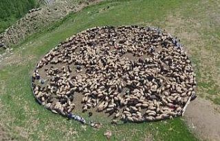 Yüksekovalı berivanların zorlu mesaisi başladı