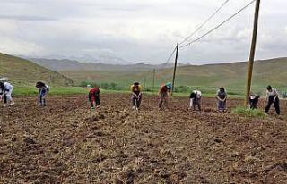 Yüksekovalı kadınlardan tarım seferberliği