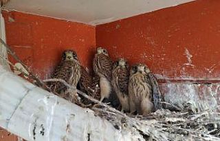 Yuvadan düşen 3 yavru şahin yuvalarına konuldu