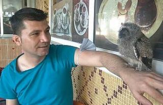 Yuvasından düşen yavru baykuşu esnaf misafir ediyor