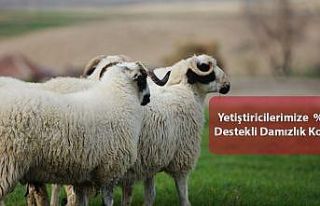 Yüzde 50 hibe destekli damızlık koç müjdesi
