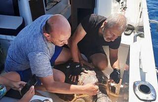 Zeynep’in dikkati, dev deniz canlısını kurtardı