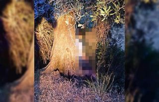 Zeytin ağacında asılı halde bulundu