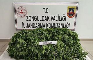 Zonguldak Jandarmasından dev uyuşturucu operasyonu