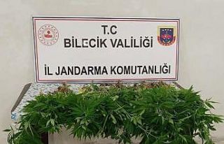 130 kök kenevir bitkisi ele geçirildi