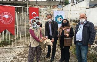 140 damızlık koç üreticilere teslim edildi