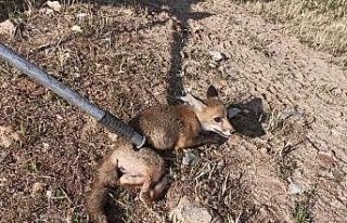 15 metrelik kuyuya düşen yavru tilki bakın nasıl...