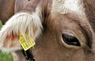 1630 hayvana küpe takıldı