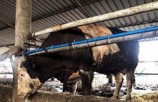 1 ton 300 kiloluk kurbanlık alıcısını bekliyor