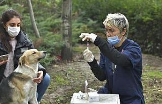 2 bin 131 köpeklere kuduz aşısı uygulandı