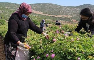 2 bin 637 metrelik Davraz Dağı eteklerinde gül...