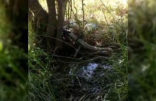 2 metrelik siyah yılanın, kendi boyundaki gri benekli...
