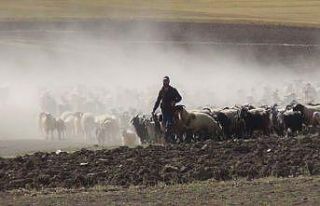 30 koyunla başladı, devlet desteğiyle çiftlik...