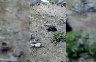 50 hayvanı telef eden köpeklere böyle isyan etti
