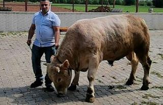 5 kişinin zor zapt ettiği kurbanlık araba fiyatına...