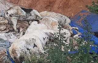 6 köpek ve 6 kedi zehirli tavuk yedirilerek öldürüldü