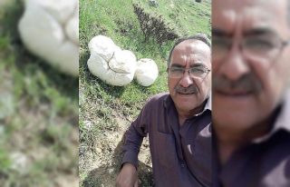 7 kiloluk dev mantar görenleri şaşırttı
