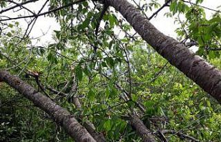 Aç kalan ayılar, kiraz ağaçlarına dadanınca...