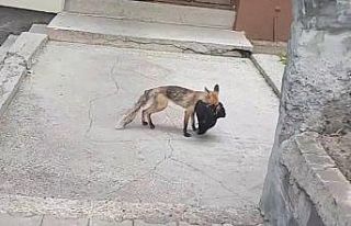 Aç kalan tilki şehre indi, avladığı tavuğu kaçırırken...