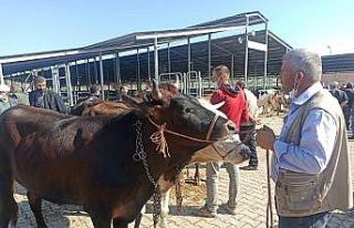 Afyon’daki kurban pazarında hareketlilik başladı