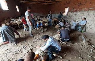 Afyonkarahisar’da koyun kırkım sezonu başladı