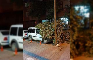 Ağaç dalı park halinki aracın üzerine düştü