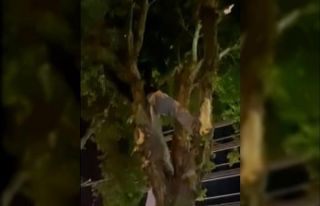 Ağaç kesen otel görevlileri için belediye ekipleri...