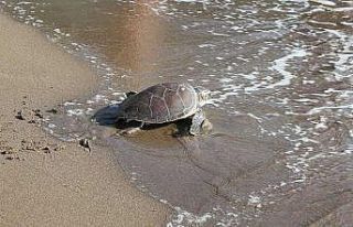 Ağzına olta iğnesi takılan caretta caretta tedavisinin...