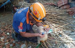 Ahır inşaatı çöktü, 150 koyun ve kuzu göçük...