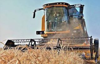 Aksaray 1 milyon 300 bin ton arpa üretimiyle Türkiye’de...
