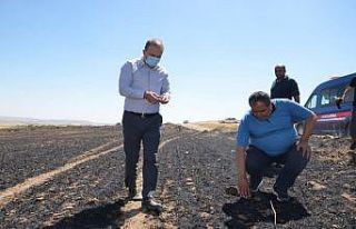 Aksaray’da 100 dekarlık tarladaki arpa ve buğday...