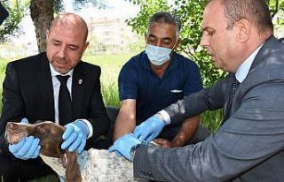 Aksaray’da hayvanlar mikroçip ile takip edilecek