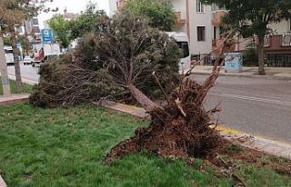 Aksaray’da şiddetli rüzgar ağacı kökünden...