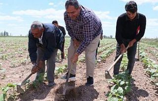 Aksaray’da tarımsal üretim hız kesmeden devam...