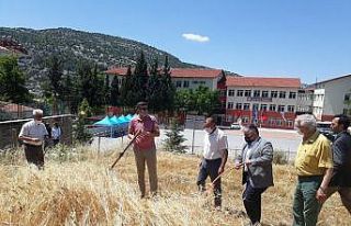 Akseki MYO’da buğday hasatı yapıldı