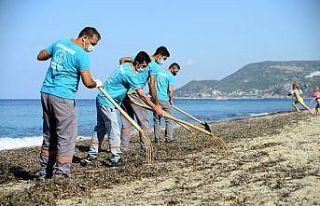 Alanya’da sahillerde yosunlar temizlendi
