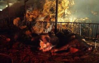 Alevlerin yükseldiği besihanede 22 büyükbaş hayvan...