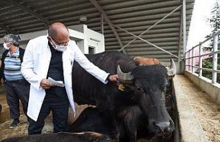 Altındağ’da Kurban Bayramı hazırlığı başladı