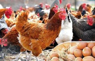 Altınordu Belediyesi, yüzde 50 hibeli 20 bin tavuk...