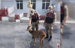 Amasya’da jandarmadan ayağı kırık karacaya şefkat...