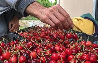 Amasya’da kiraz hasadı başladı