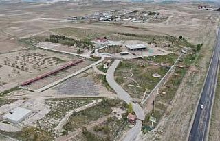 ‘Anadolu Aslanı’ bu çiftlikte korunacak