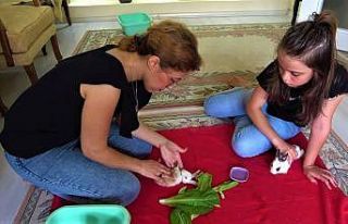 Anne-kızın çabası minik tavşanı yaşatmaya yetmedi