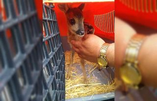 Annesi vurulan karaca yavrusunu sokak köpeği kurtardı